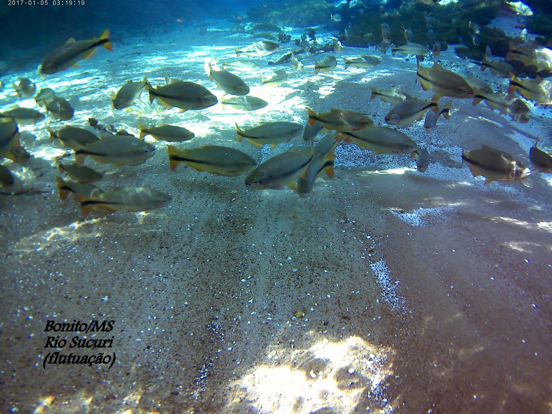 This photo is taken by AllWinner's v3-sdv