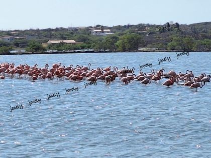 curaçaão 2 flamingos 420x315